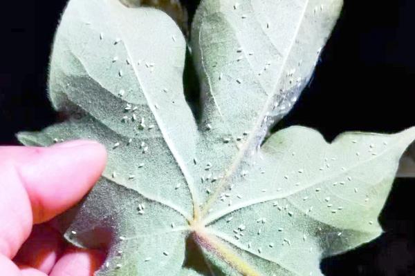 如何防治棉粉虱，可利用黄板诱杀