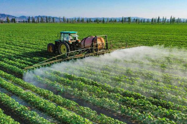 如何防治棉粉虱，可利用黄板诱杀