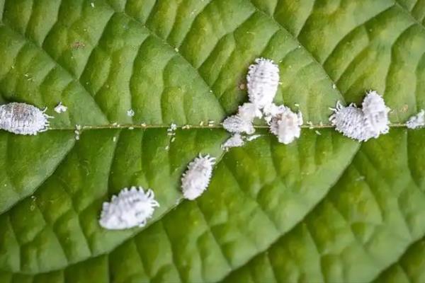 如何防治棉粉虱，可利用黄板诱杀