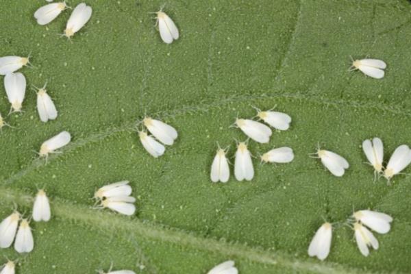 如何防治棉粉虱，可利用黄板诱杀