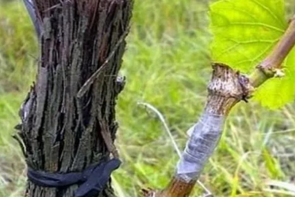 葡萄什么时候硬枝嫁接，可以在二月份到三月份进行