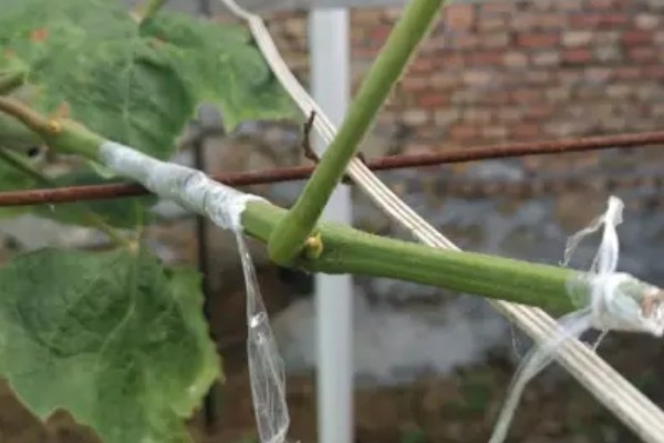 葡萄什么时候硬枝嫁接，可以在二月份到三月份进行