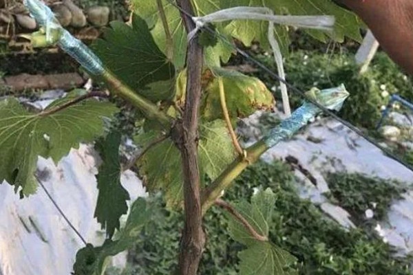 葡萄什么时候硬枝嫁接，可以在二月份到三月份进行