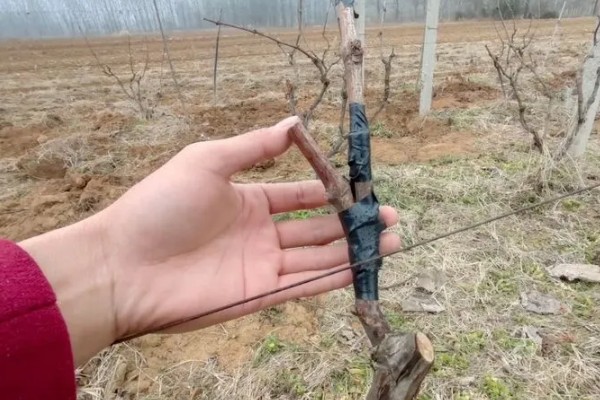 葡萄什么时候硬枝嫁接，可以在二月份到三月份进行
