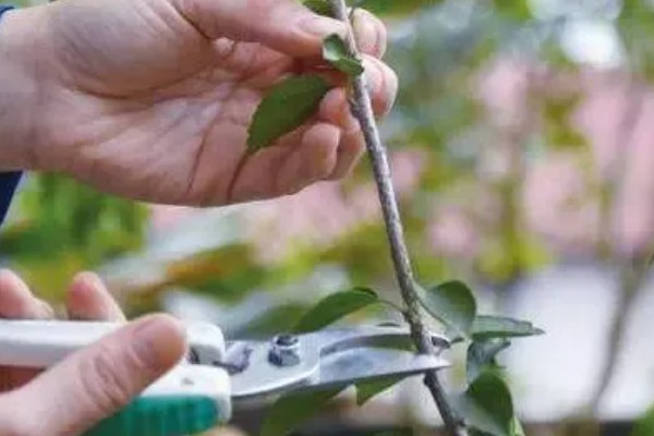 扶桑的修剪方法，幼苗约15cm对它进行摘心