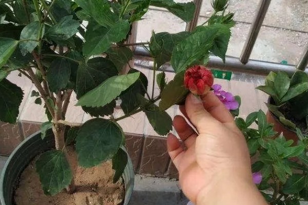 扶桑的修剪方法，幼苗约15cm对它进行摘心