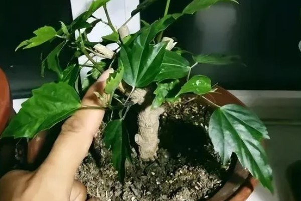 扶桑的修剪方法，幼苗约15cm对它进行摘心