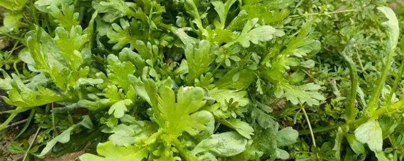 茼蒿的常见病虫害及其防治方式,常见的有立枯病和叶斑病等