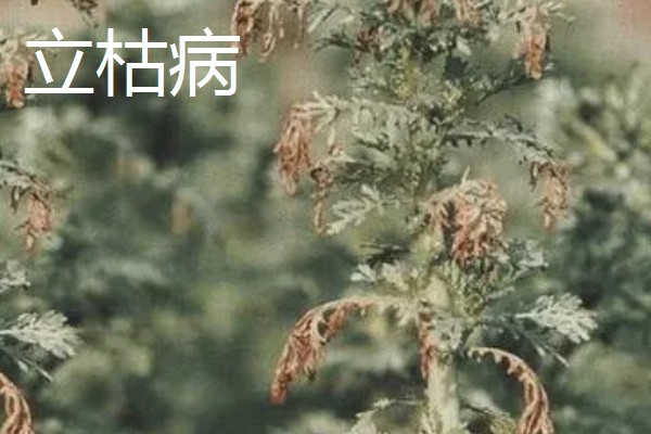 茼蒿的常见病虫害及其防治方式,常见的有立枯病和叶斑病等