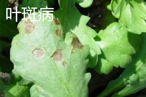 茼蒿的常见病虫害及其防治方式,常见的有立枯病和叶斑病等