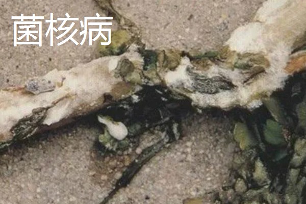 茼蒿的常见病虫害及其防治方式,常见的有立枯病和叶斑病等