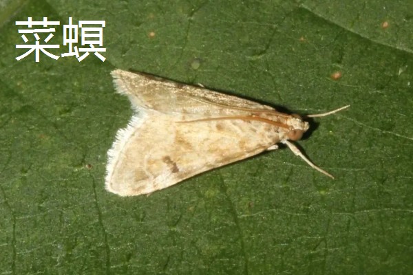 茼蒿的常见病虫害及其防治方式,常见的有立枯病和叶斑病等