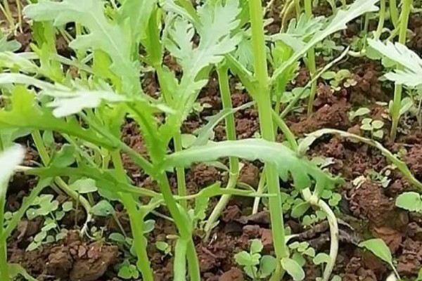 茼蒿的常见病虫害及其防治方式,常见的有立枯病和叶斑病等