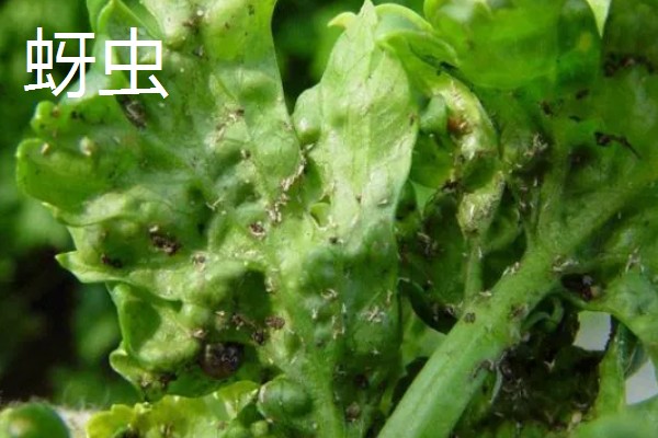 茼蒿的常见病虫害及其防治方式,常见的有立枯病和叶斑病等