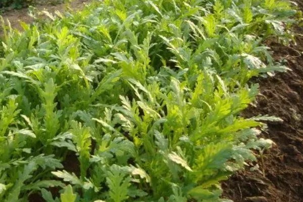 茼蒿的常见病虫害及其防治方式,常见的有立枯病和叶斑病等