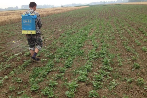 茼蒿的常见病虫害及其防治方式,常见的有立枯病和叶斑病等
