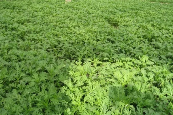 茼蒿的常见病虫害及其防治方式,常见的有立枯病和叶斑病等