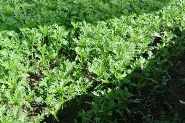 茼蒿的常见病虫害及其防治方式,常见的有立枯病和叶斑病等