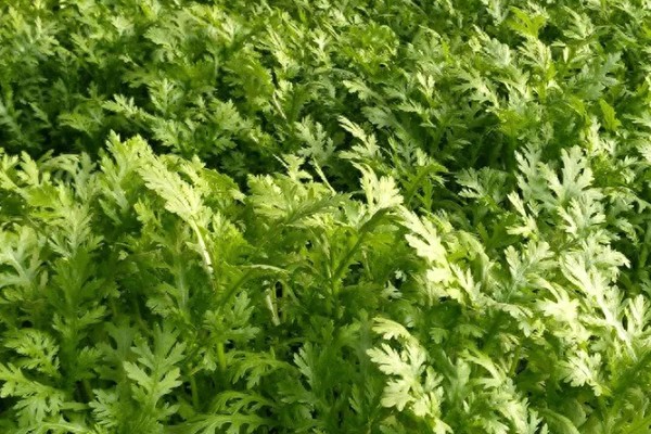 茼蒿的常见病虫害及其防治方式,常见的有立枯病和叶斑病等