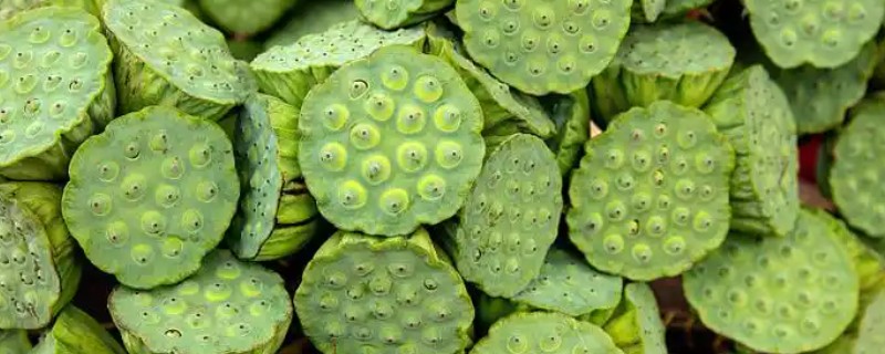 莲子的种植方法，一年四季都可以播种