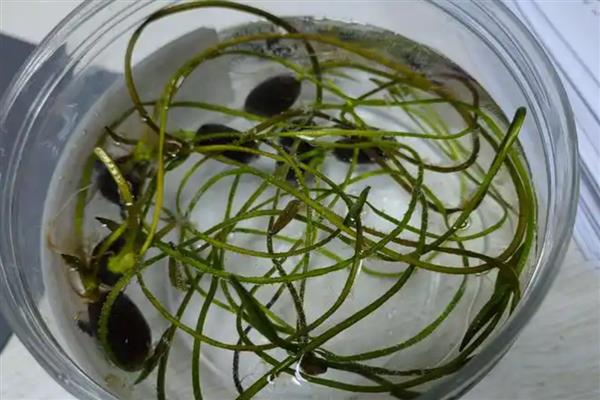 莲子的种植方法，一年四季都可以播种
