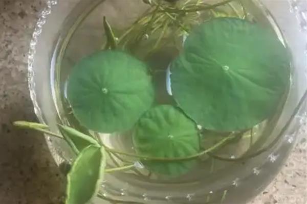 莲子的种植方法，一年四季都可以播种