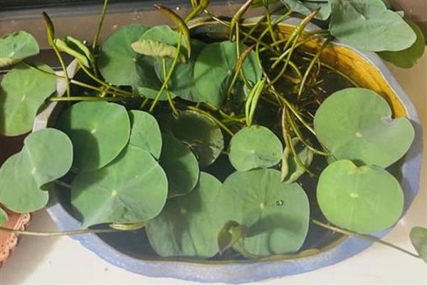 莲子的种植方法，一年四季都可以播种