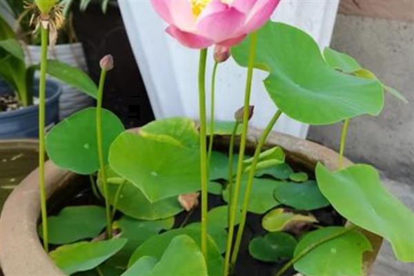 莲子的种植方法，一年四季都可以播种