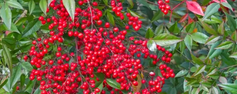 朱砂根掉果如何处理，要及时清理