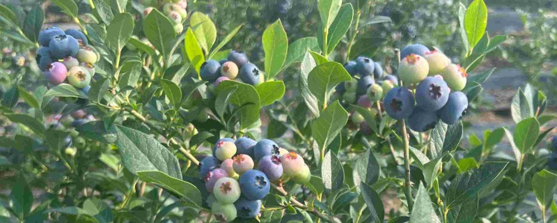 蓝莓挂果后干瘪掉果的原因,可能是苗木自身太纤弱所致