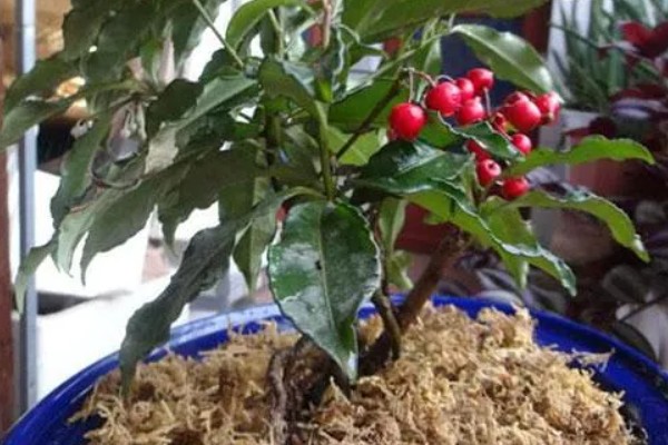 朱砂根掉果如何处理，要及时清理