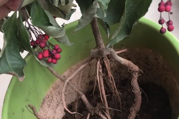 朱砂根掉果如何处理，要及时清理