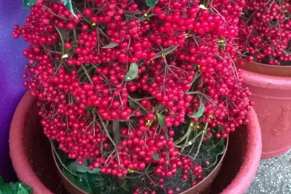 朱砂根掉果如何处理，要及时清理