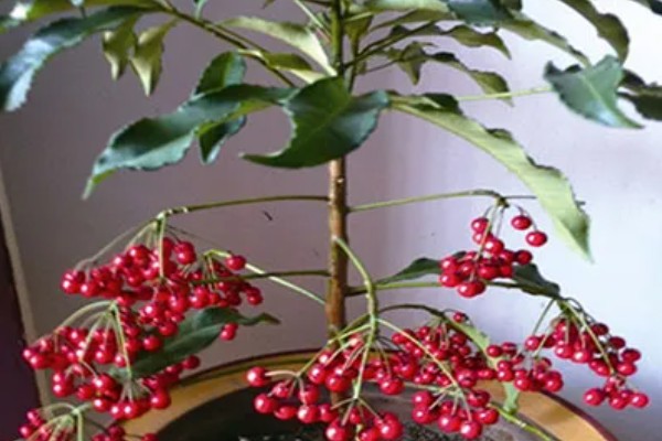 朱砂根掉果如何处理，要及时清理