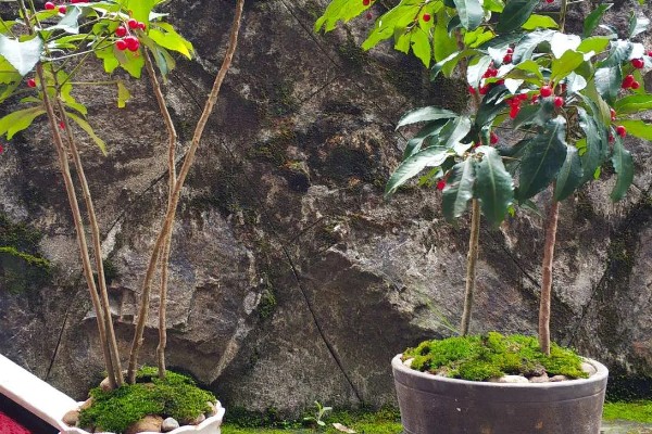 朱砂根掉果如何处理，要及时清理