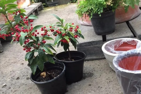 朱砂根掉果如何处理，要及时清理