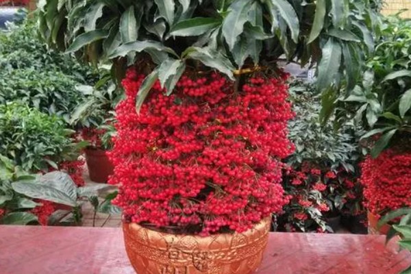 朱砂根掉果如何处理，要及时清理