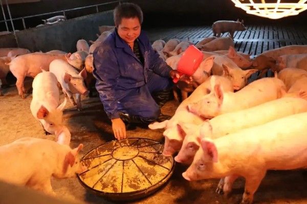 大猪和小猪的饲料一样吗，不同生长阶段的营养需求不同