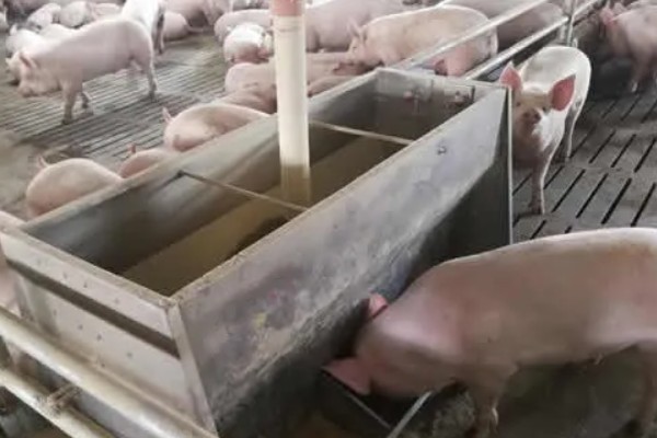 大猪和小猪的饲料一样吗，不同生长阶段的营养需求不同