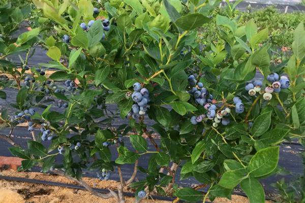 蓝莓挂果后干瘪掉果的原因,可能是苗木自身太纤弱所致
