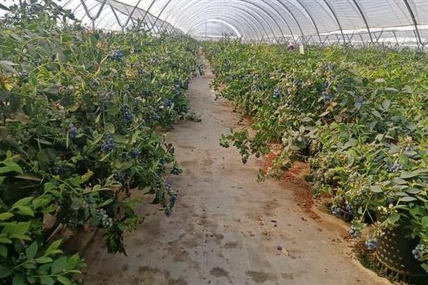 蓝莓挂果后干瘪掉果的原因,可能是苗木自身太纤弱所致