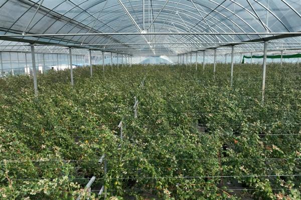 蓝莓挂果后干瘪掉果的原因,可能是苗木自身太纤弱所致