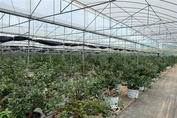 蓝莓挂果后干瘪掉果的原因,可能是苗木自身太纤弱所致