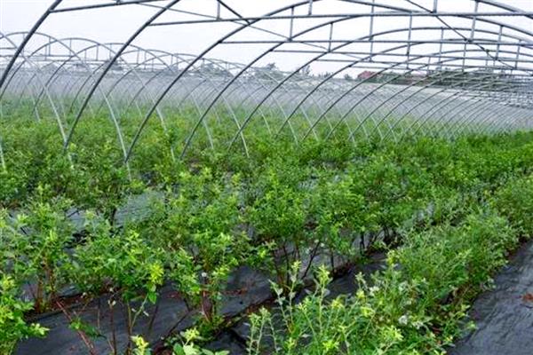 蓝莓挂果后干瘪掉果的原因,可能是苗木自身太纤弱所致