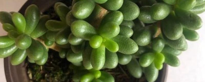 怎么养绿龟卵多肉植物，生长过程中需要充足的养分