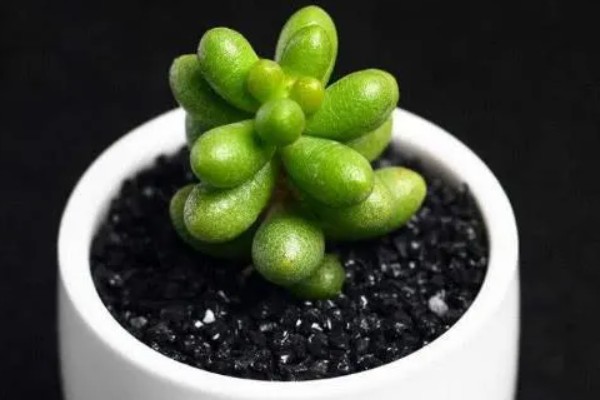 怎么养绿龟卵多肉植物，生长过程中需要充足的养分