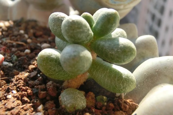 怎么养绿龟卵多肉植物，生长过程中需要充足的养分
