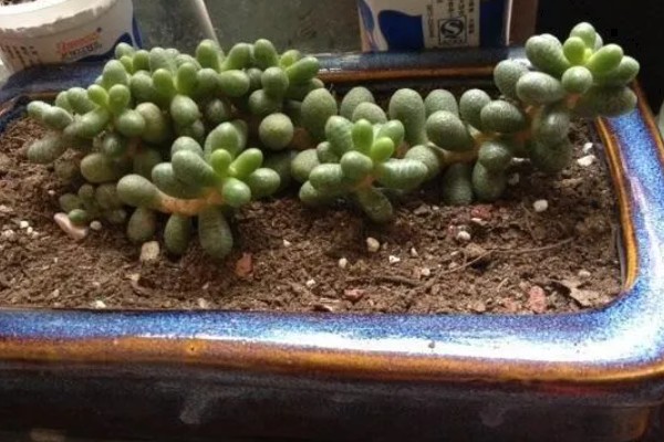 怎么养绿龟卵多肉植物，生长过程中需要充足的养分