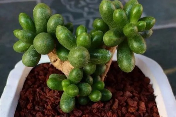 怎么养绿龟卵多肉植物，生长过程中需要充足的养分