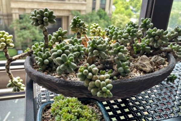 怎么养绿龟卵多肉植物，生长过程中需要充足的养分